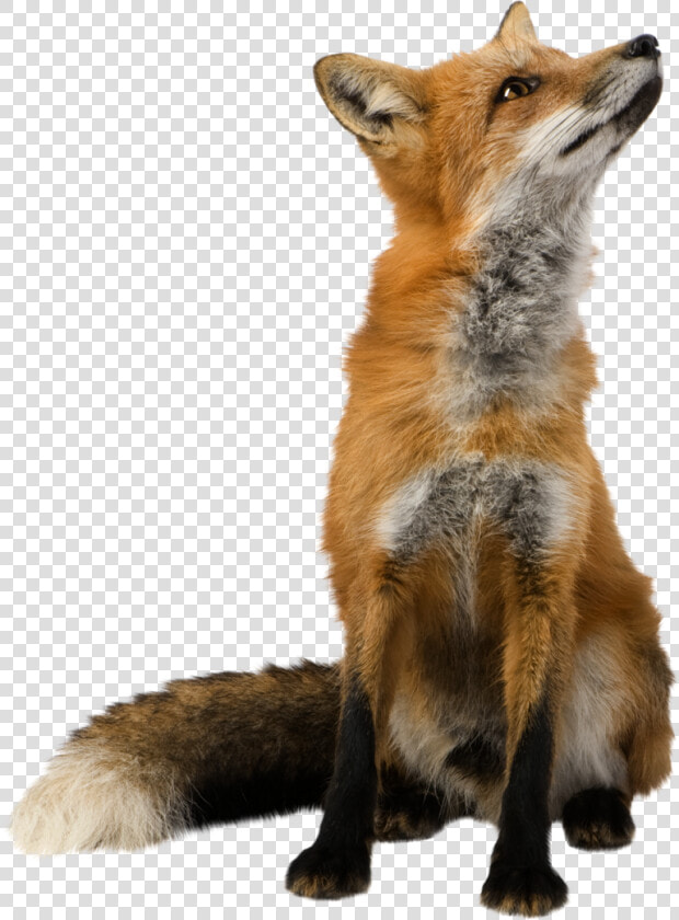 Red Fox Clip Art   Fox Png  Transparent PngTransparent PNG