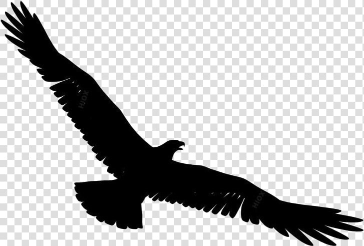 Eagle Spreading Its Wings Png Background Hd   Bird Flying Gif Transparent  Png DownloadTransparent PNG