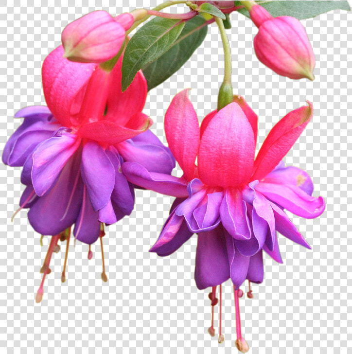 Planten Info   Fuschia Flowers Transparent Background  HD Png DownloadTransparent PNG