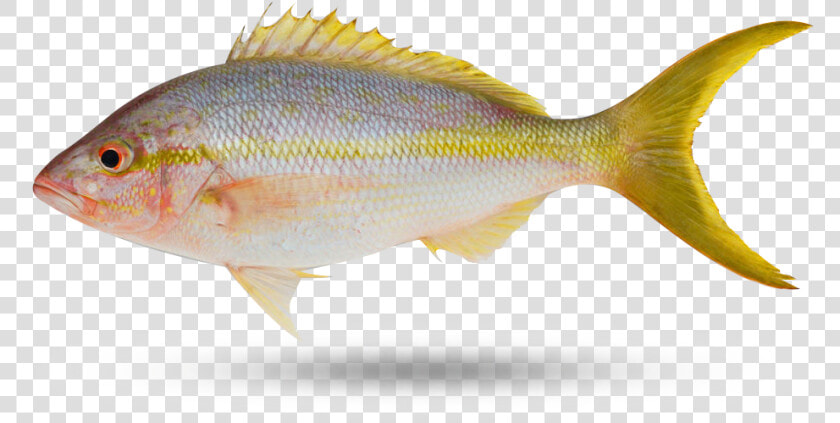 Yellow Tail Snapper   Perch  HD Png DownloadTransparent PNG