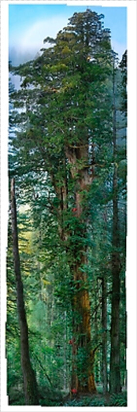 National Geographic Tall Tree Photographic  HD Png DownloadTransparent PNG