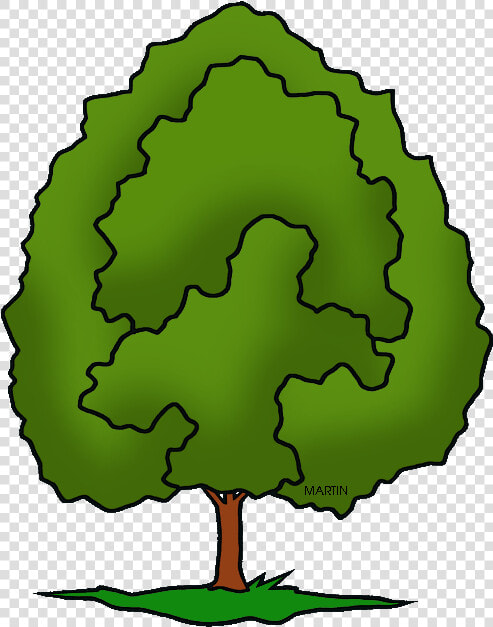 United States Clip Art By Phillip Martin  Illinois   Draw Illinois State Tree  HD Png DownloadTransparent PNG