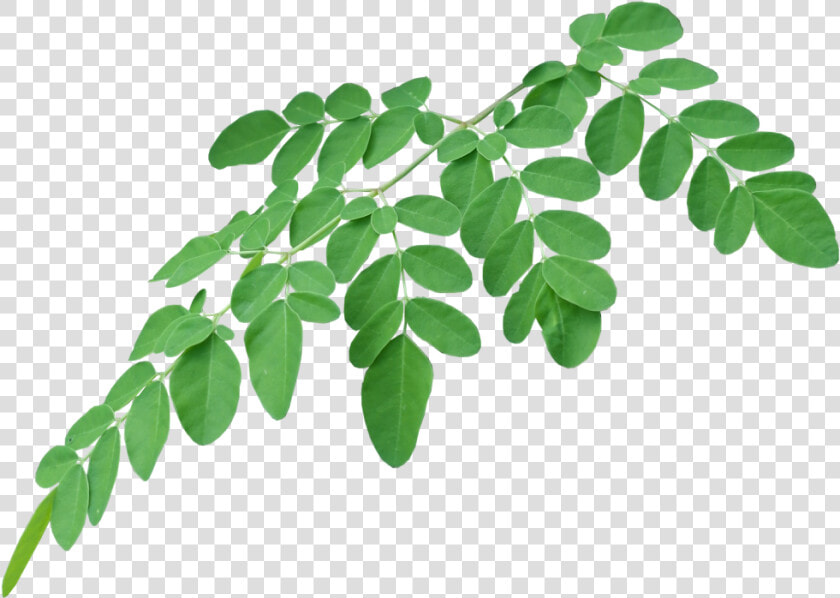 Ways To Consume   Transparent Moringa Leaves Png  Png DownloadTransparent PNG