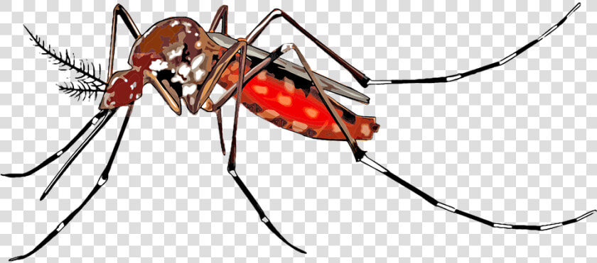 Transparent Mosquito Png   Dengue Mosquito Images Png  Png DownloadTransparent PNG