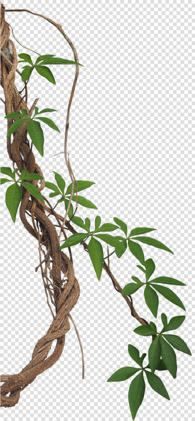 Tropical Photography Vine Liana Jungle Rainforest Stock   Transparent Background Vines Png  Png DownloadTransparent PNG