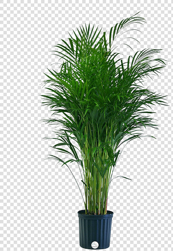 Areca Palm Home Depot  HD Png DownloadTransparent PNG