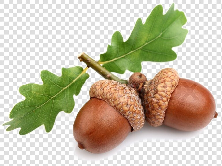 Acorn Free Png Image   Oak Acorn  Transparent PngTransparent PNG