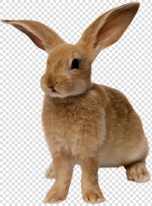 Rabbit Png Image   Rabbit Png  Transparent PngTransparent PNG