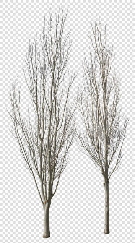 River Birch  HD Png DownloadTransparent PNG