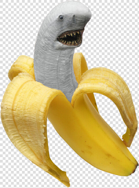 Shark Fruit Banana Png Transparent I Maked This   Shark Banana  Png DownloadTransparent PNG