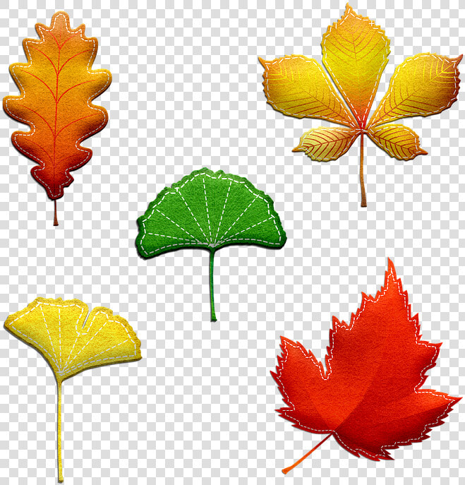 Autumn Leaves  Felted And Stitched  Leaves  Fall   Tree Leaf  HD Png DownloadTransparent PNG