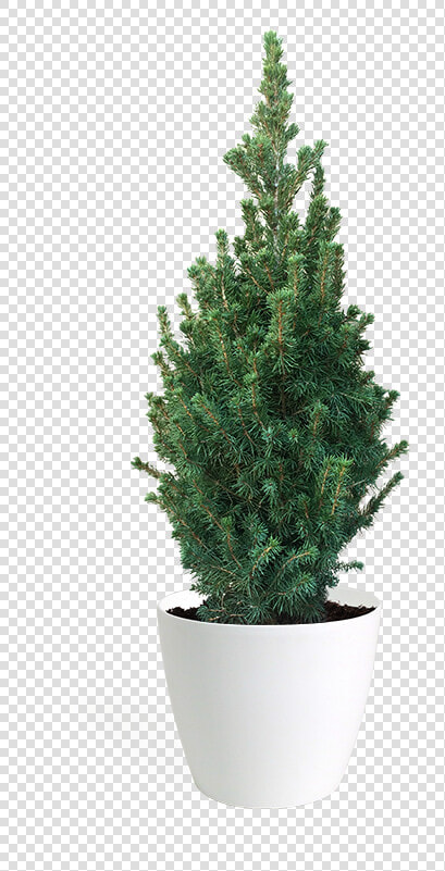 Transparent Office Plant Png   Dwarf Spruce Pine Png Free  Png DownloadTransparent PNG