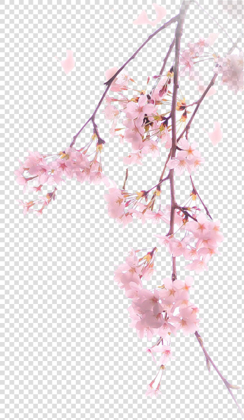 Cherry Blossom Png Spring   Cherry Blossom Tree Png  Transparent PngTransparent PNG