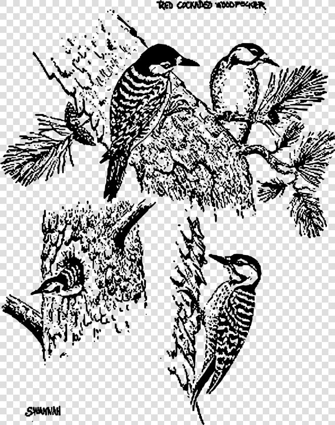 Red Cockaded Woodpeckers Clip Arts   Red Cockaded Woodpecker  HD Png DownloadTransparent PNG