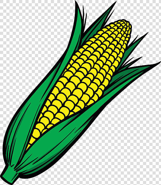 Corn Cob Clipart Transparent Png   Clip Art Corn Cob  Png DownloadTransparent PNG