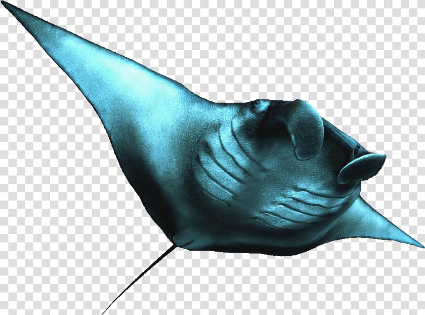     Manta Rays Transparent Background  HD Png DownloadTransparent PNG