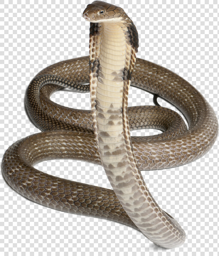 Cobra Png   Serpiente 4 Fotos 1 Palabra  Transparent PngTransparent PNG