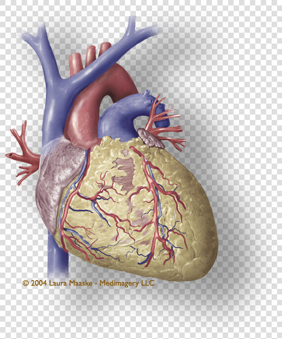 Heart Muscle Png   Coronary Human Heart Png  Transparent PngTransparent PNG