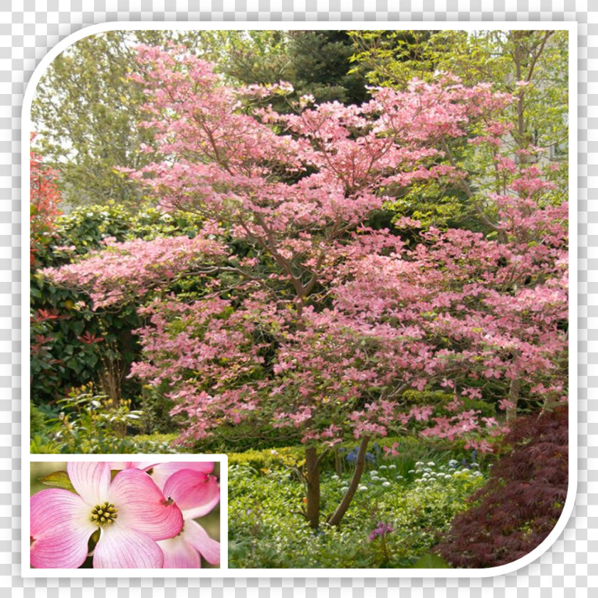 Picture   Pink Dogwood  HD Png DownloadTransparent PNG