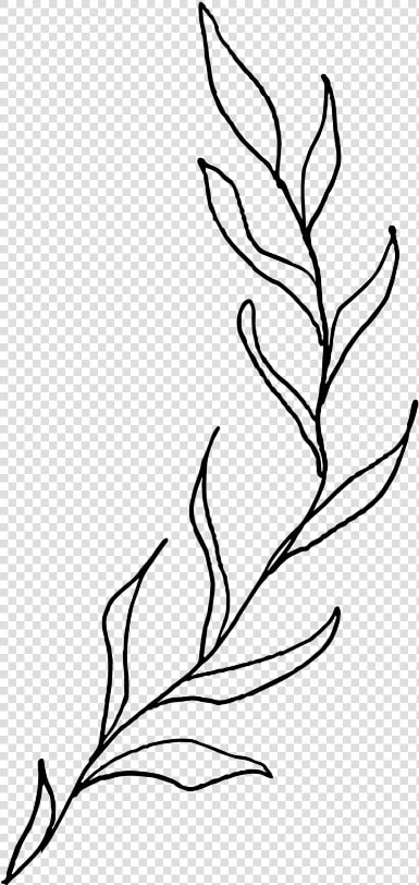 Please Give Credit When Used 🌿   Aesthetic Plant Line Drawing  HD Png DownloadTransparent PNG