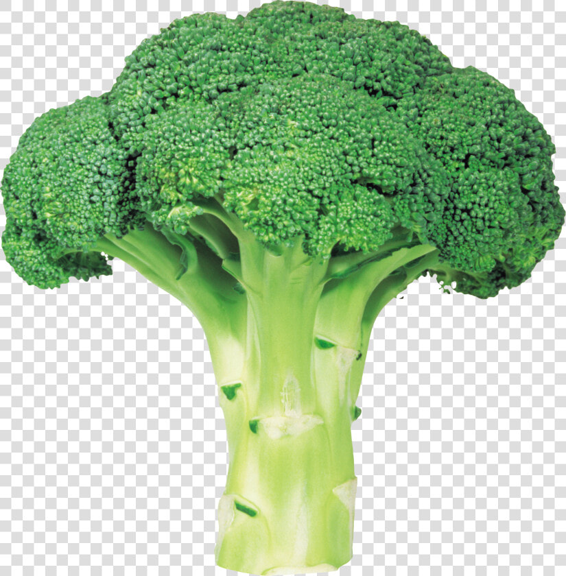 Broccoli Png Image With Transparent Background   Broccoli Png  Png DownloadTransparent PNG