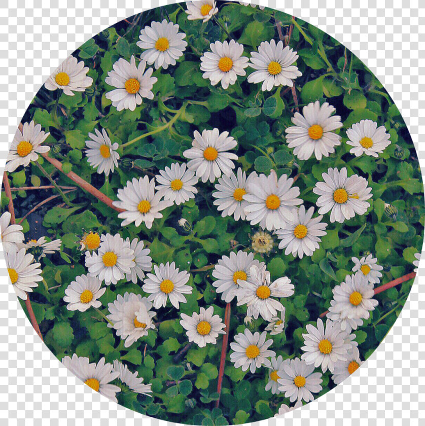 🍀  flowers  white  green  nature  circle  background   Oxeye Daisy  HD Png DownloadTransparent PNG