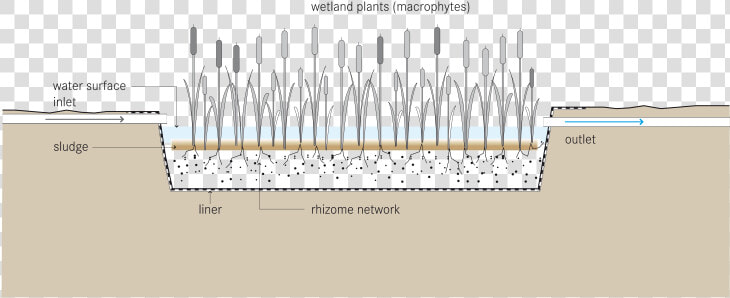 Free Water Surface Constructed Wetland Diagram   Free Water Surface System  HD Png DownloadTransparent PNG