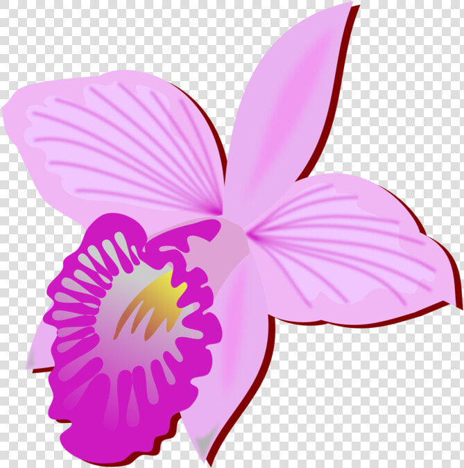 Bamboo Orchid Cut Flowers Drawing Orchids   Orchid Cut Flower Drawing  HD Png DownloadTransparent PNG