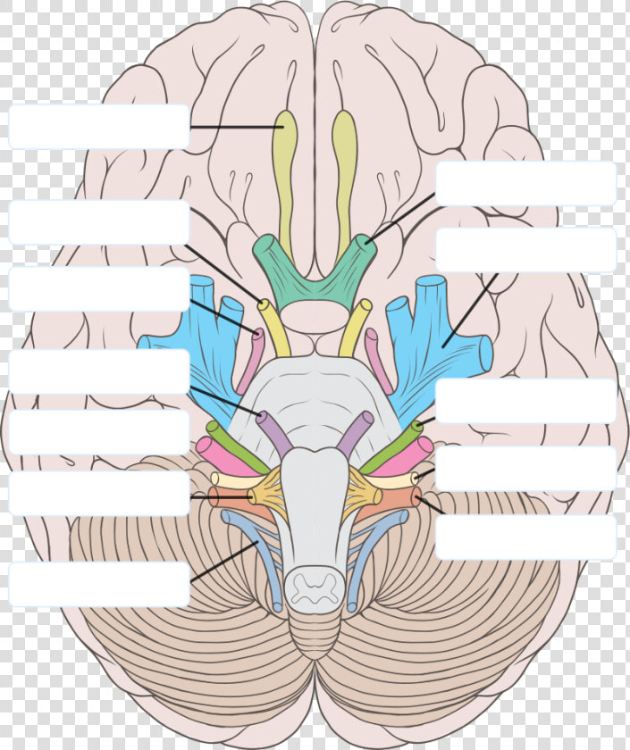 Transparent Nervous Clipart   12 Cranial Nerves Unlabeled  HD Png DownloadTransparent PNG