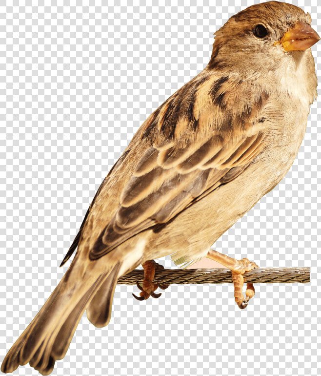 Sparrow Bird Png   Bird Image Hd Png  Transparent PngTransparent PNG