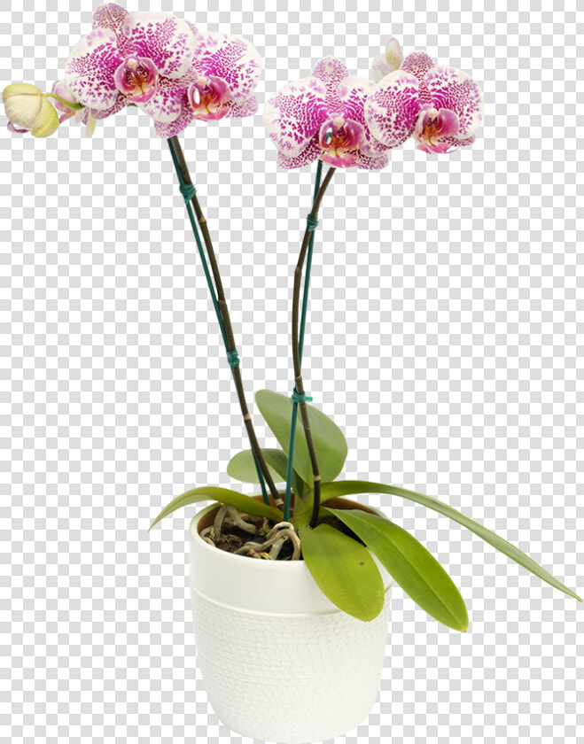 Orquidea Arwen   Moth Orchid  HD Png DownloadTransparent PNG