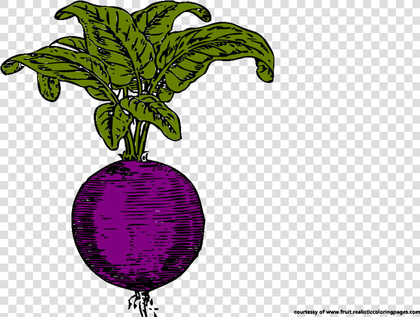 Beetroot Royalty Free Clipart Radish Clipart   Illustration  HD Png DownloadTransparent PNG