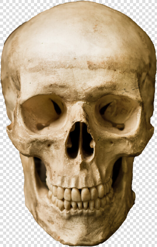 Human Skull Stock Photography Robot   Real Human Skeleton In Robat Body  HD Png DownloadTransparent PNG