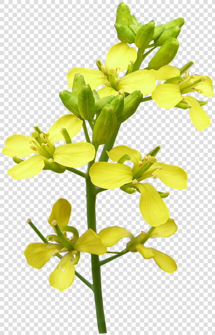 Flower  Mustard  Plant  Bloom   Mustard Flower Png  Transparent PngTransparent PNG