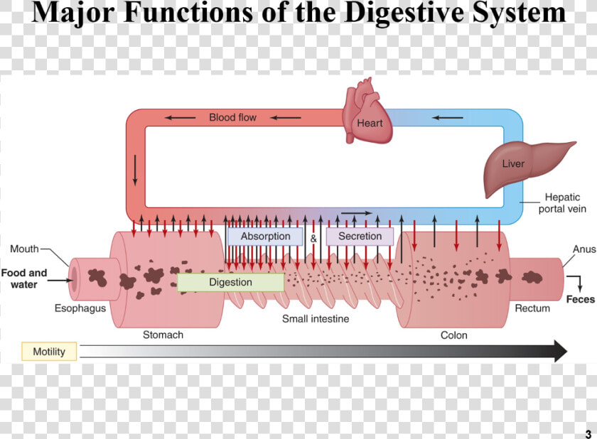 Gi Blood Flow And Absorption  HD Png DownloadTransparent PNG