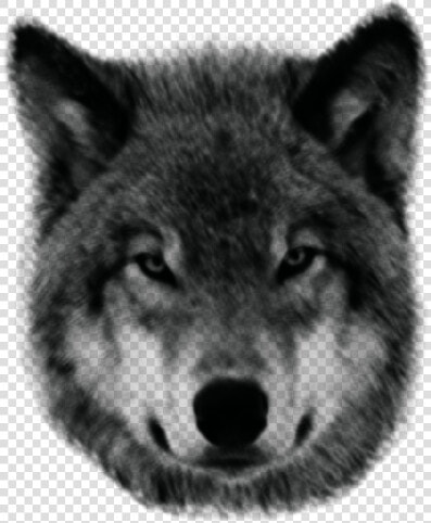 Wolf   Lobo Png  Transparent PngTransparent PNG