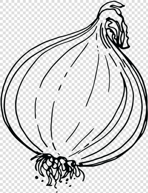 Shallot  HD Png DownloadTransparent PNG