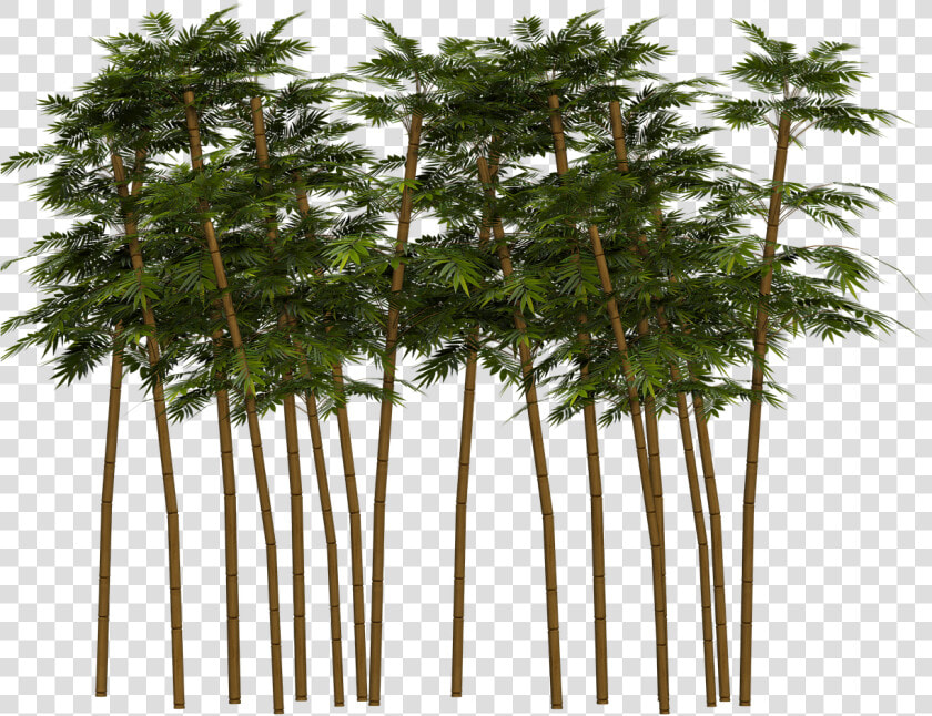 Bamboo Plant Png   Transparent Bamboo Plant Png  Png DownloadTransparent PNG