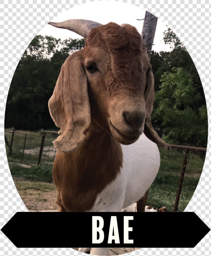 Goat   Png Download   Goat  Transparent PngTransparent PNG