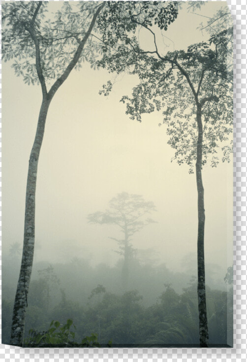 Old growth Forest  HD Png DownloadTransparent PNG