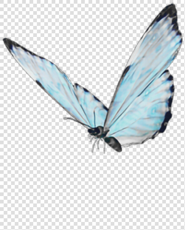  blue  butterfly  soft  cute  aesthetic  goth  kawaii   Android Live Butterfly Wallpaper 3d  HD Png DownloadTransparent PNG