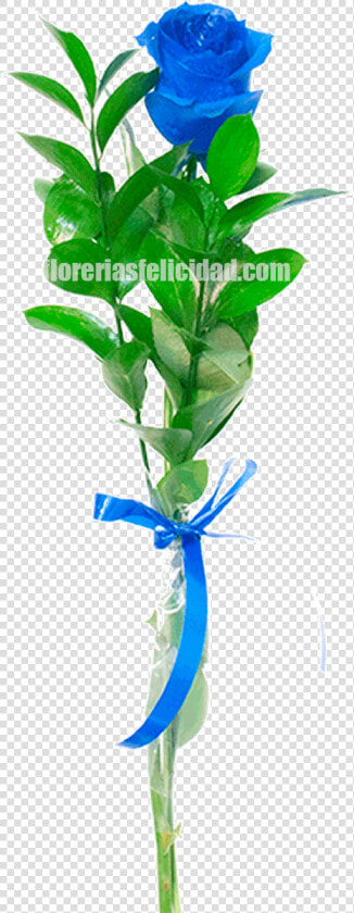 Houseplant  HD Png DownloadTransparent PNG