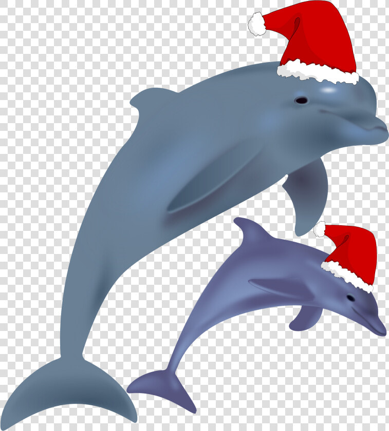 Common Bottlenose Dolphin Jumping Clip Art Christmas   Christmas Dolphin  HD Png DownloadTransparent PNG