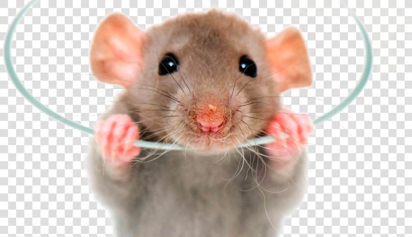 Rat Png Image   Dumbo Rat  Transparent PngTransparent PNG