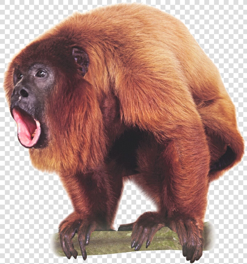 Monkey Png Pic   Red Howler Monkey Illustration  Transparent PngTransparent PNG