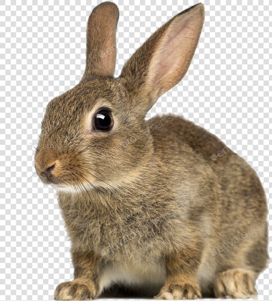 European Rabbit Png Free Download   Rabbit With White Background  Transparent PngTransparent PNG