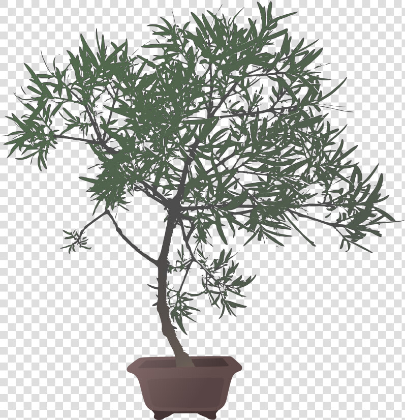 Transparent Bonsai Png   Flowerpot  Png DownloadTransparent PNG