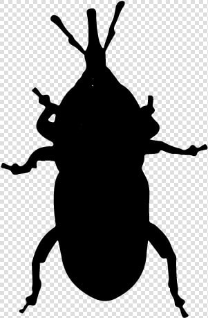 Weevil  HD Png DownloadTransparent PNG