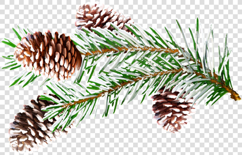 Pine Branches Watercolor Png Vector   Christmas Presentation Png  Transparent PngTransparent PNG