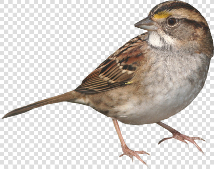 Clip Art Picture Of Sparrow Bird   Sparrow Png  Transparent PngTransparent PNG